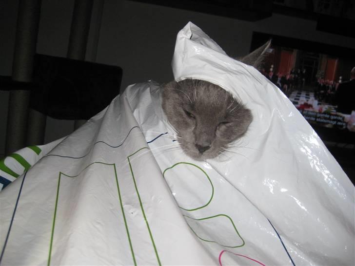 Huskat Nala billede 6