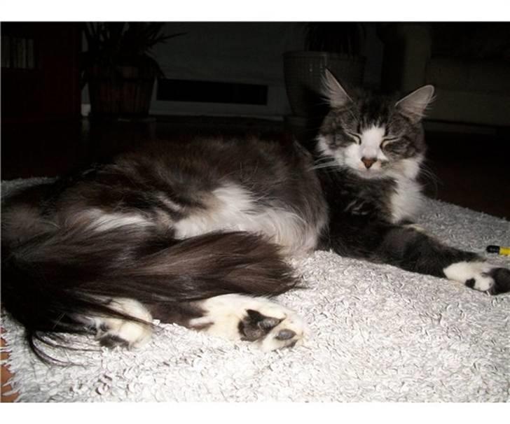 Blanding af racer O*malley - Moren billede 8