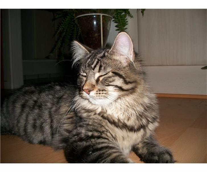 Blanding af racer O*malley - Faren billede 9