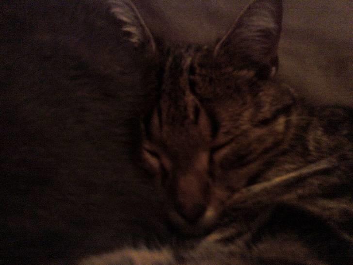 Huskat Tiger billede 6