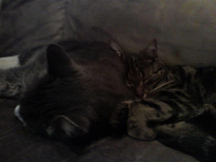 Huskat Tiger billede 7