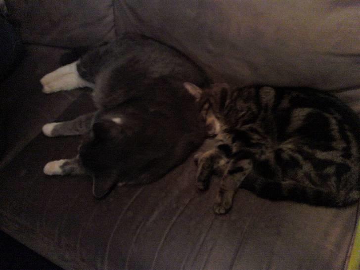 Huskat Frederik - hygge på sofaen billede 5