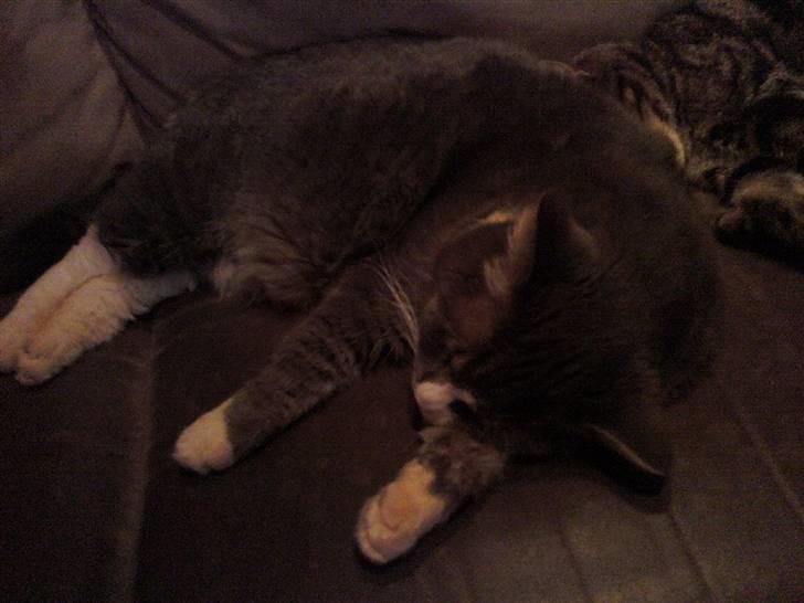 Huskat Frederik - sover xD billede 6