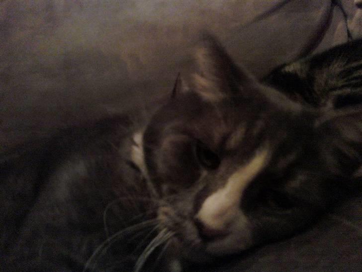 Huskat Frederik - hej :D billede 7