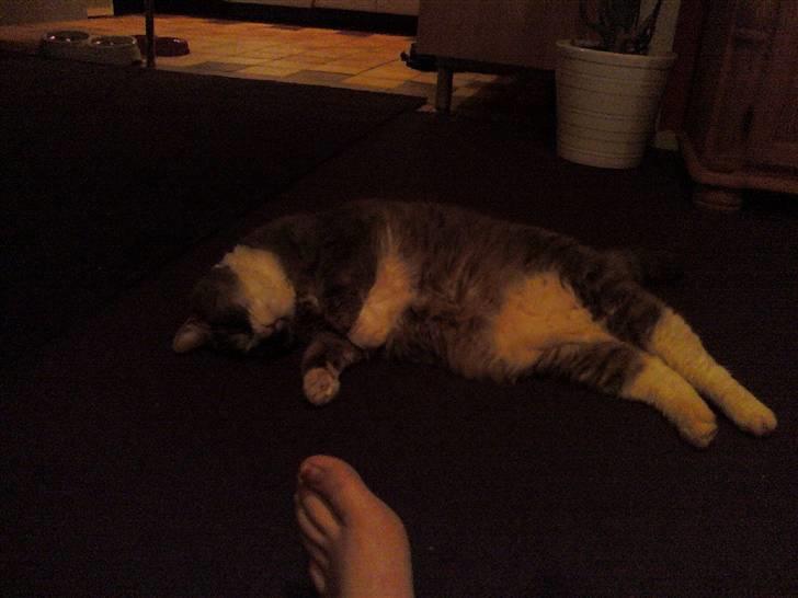 Huskat Frederik - årrhhh.. jeg nyder det gode liv :D billede 8