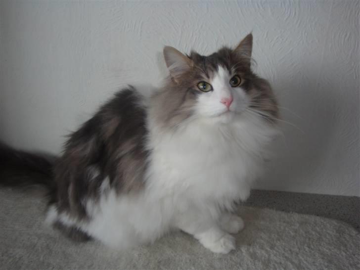 Norsk Skovkat Aksel billede 12