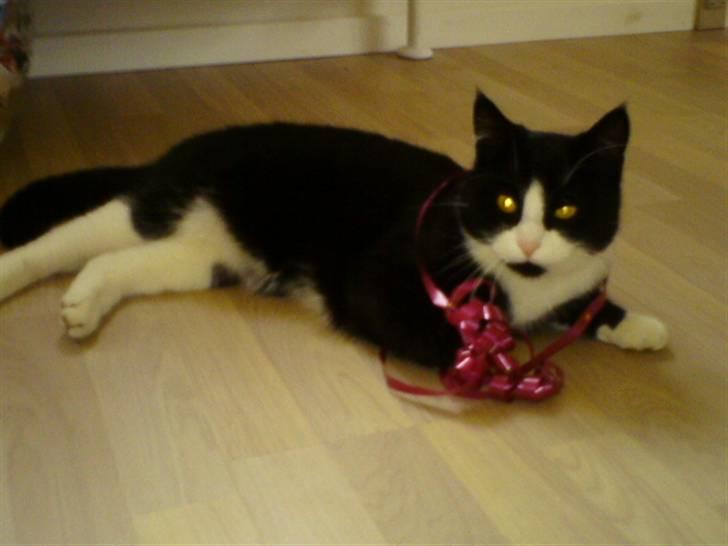 Huskat {bøf}2009 - bøf juleaften :D billede 16