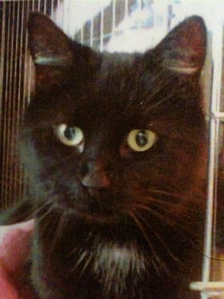 Huskat freja billede 1