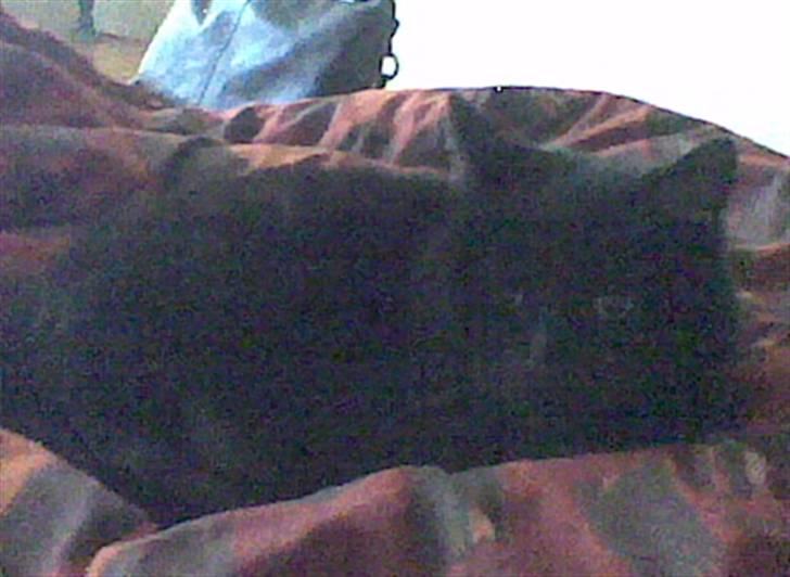 Huskat freja - freja der tar en slapper billede 2