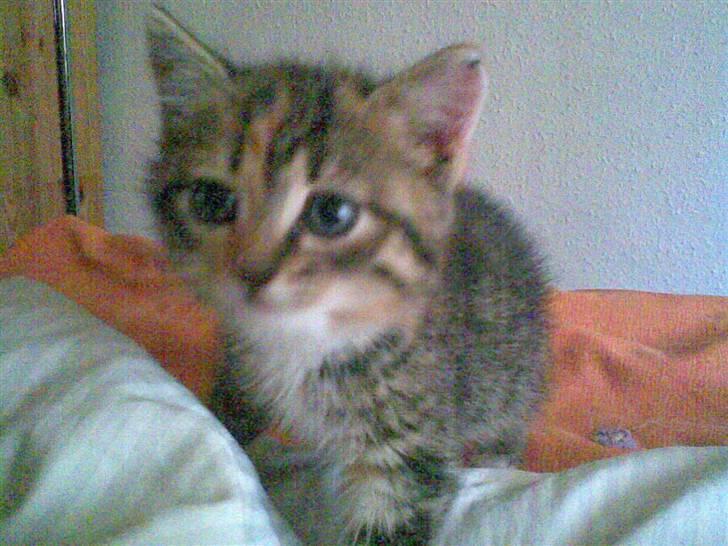 Huskat mizzy billede 17