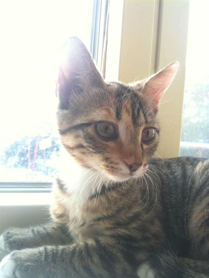 Huskat mizzy billede 18