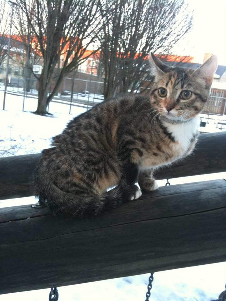 Huskat mizzy billede 19