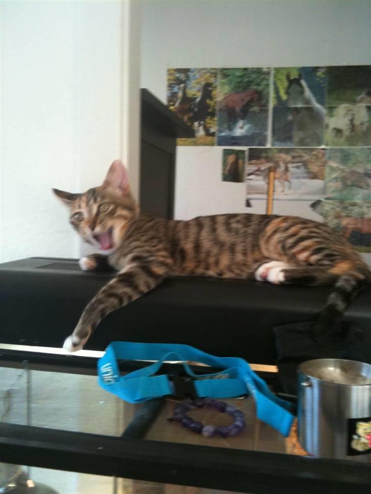 Huskat mizzy billede 20