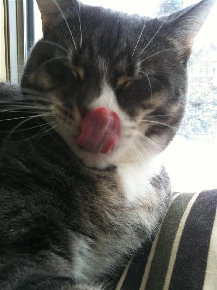 Huskat fuzzy billede 19