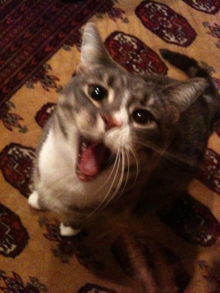 Huskat fuzzy - moar billede 20