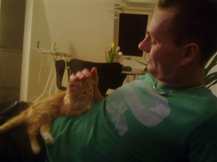 Norsk Skovkat **Sofie** - Kæresten & Sofie <3 billede 9