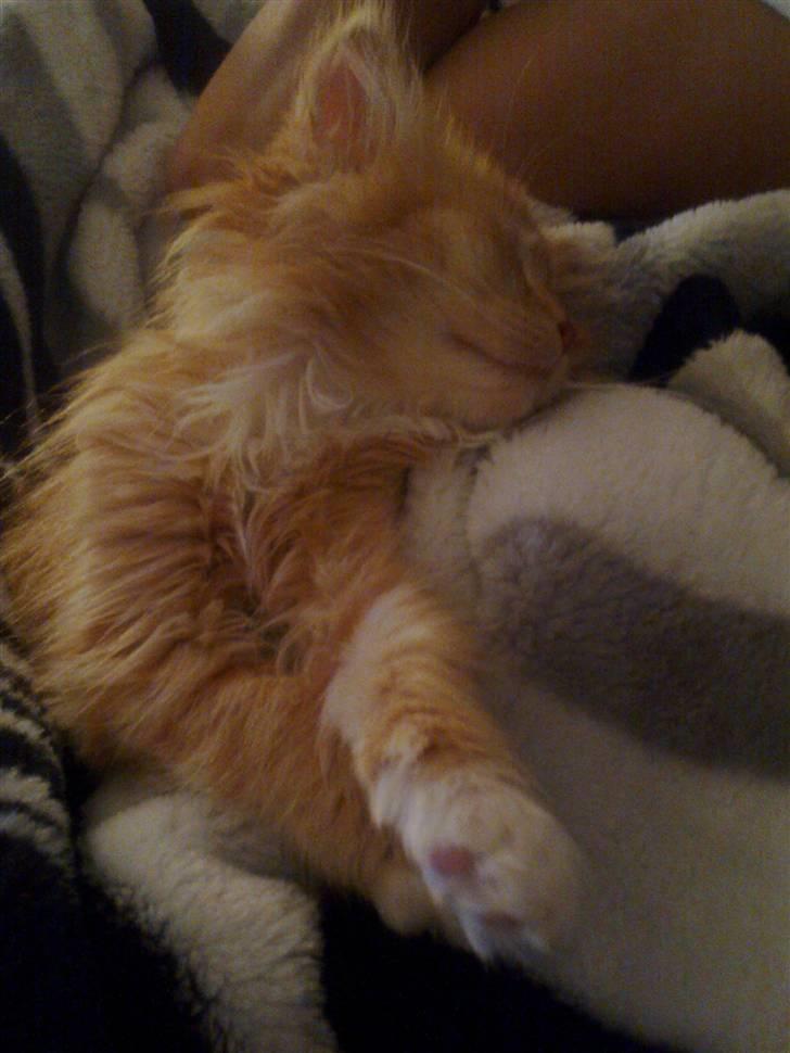 Norsk Skovkat **Sofie** billede 11