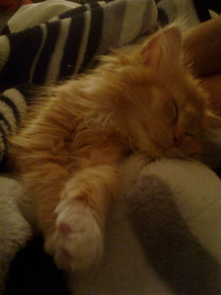 Norsk Skovkat **Sofie** billede 12