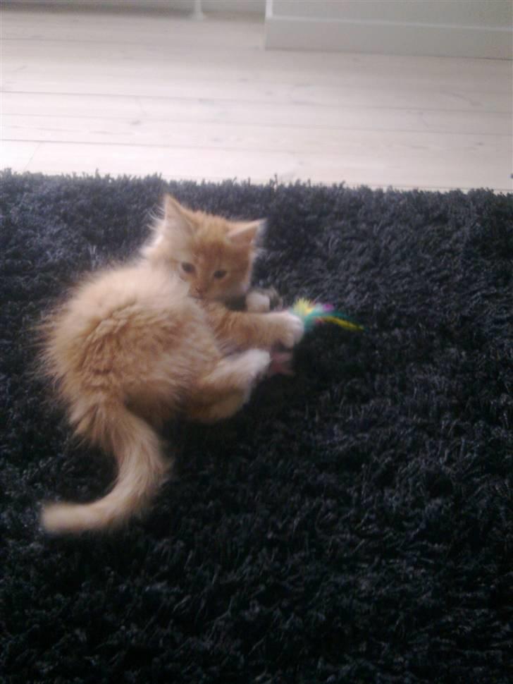 Norsk Skovkat **Sofie** billede 13