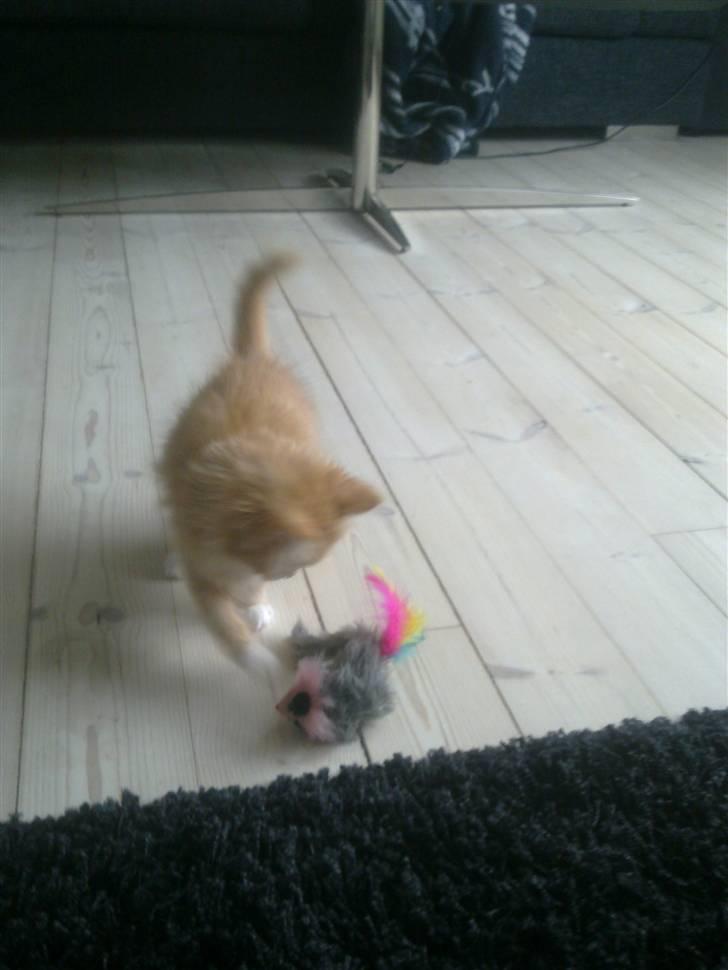 Norsk Skovkat **Sofie** billede 14