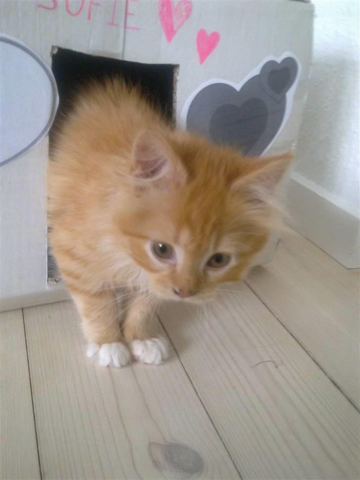 Norsk Skovkat **Sofie** billede 15