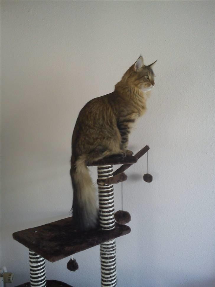 Maine Coon Gizmo billede 1