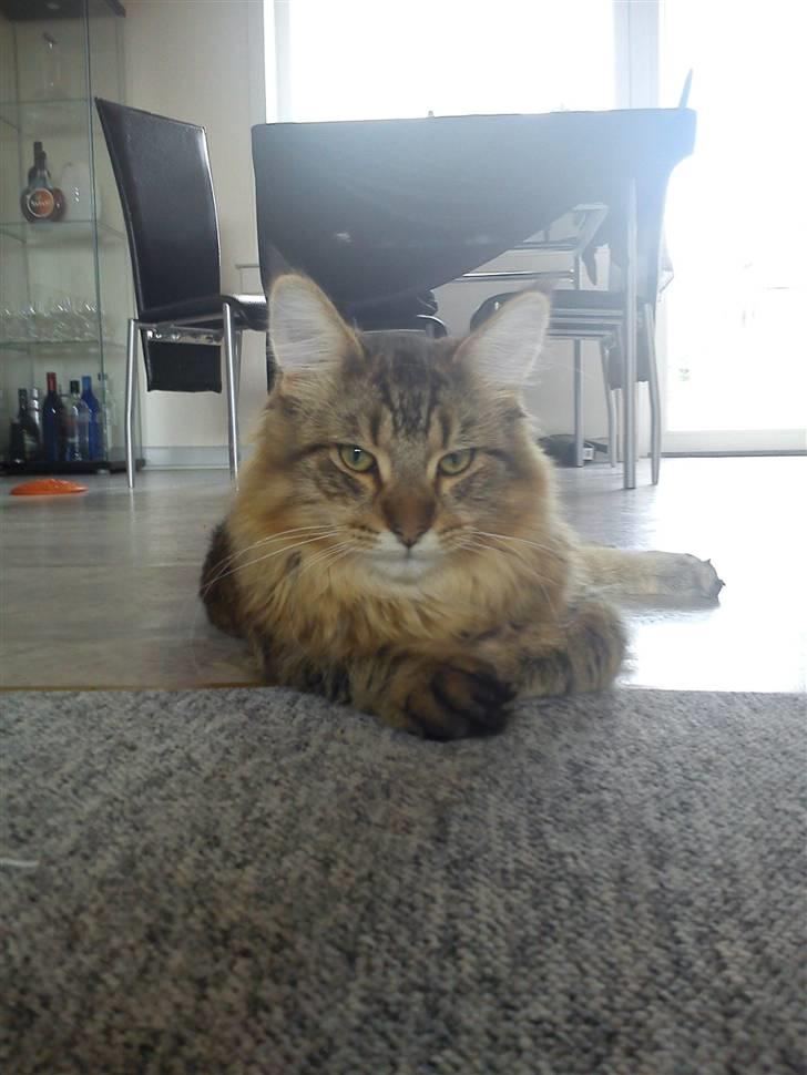 Maine Coon Gizmo billede 2