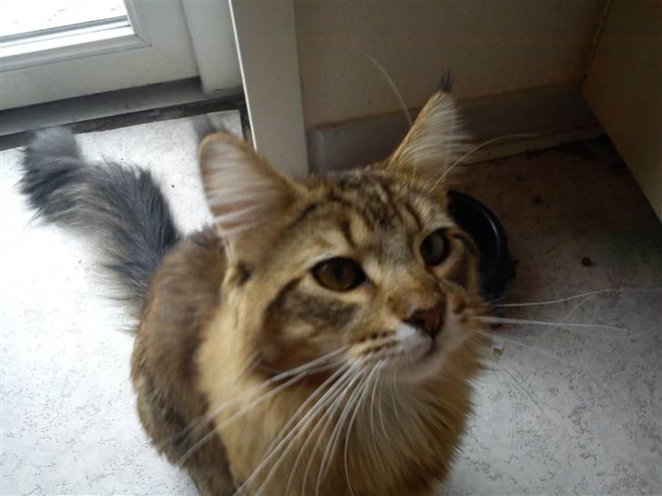 Maine Coon Gizmo billede 3