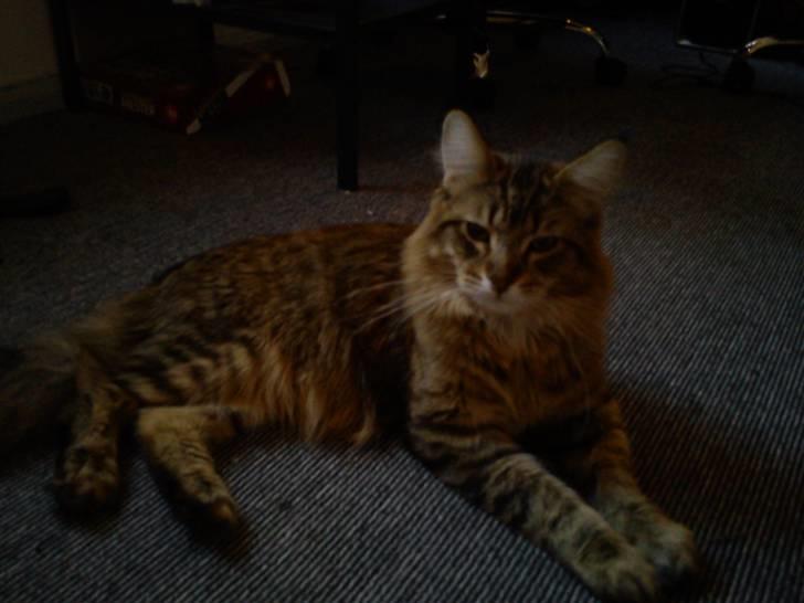 Maine Coon Gizmo billede 4