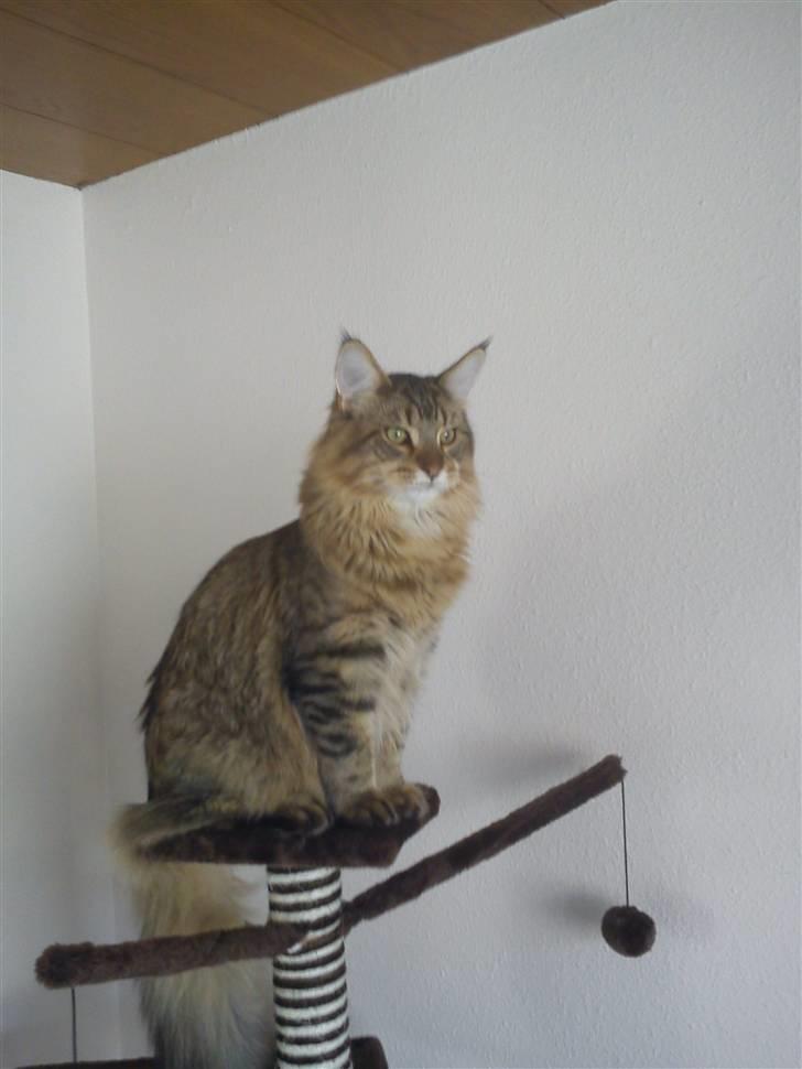 Maine Coon Gizmo billede 5