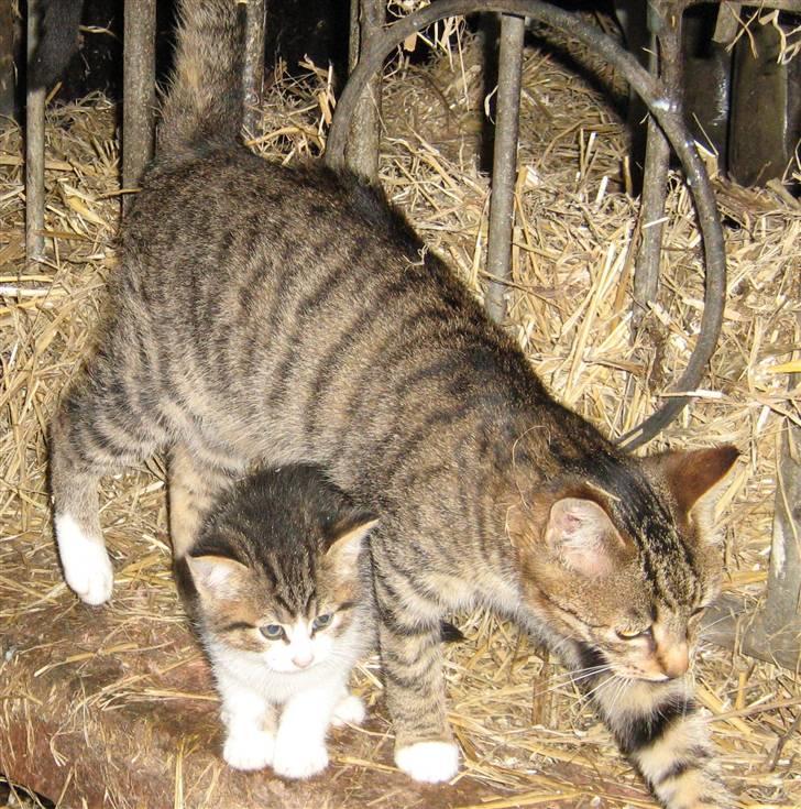 Huskat Mosse - Mosse og hans mor i stalden billede 2