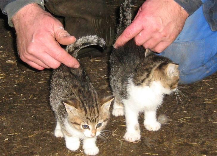 Huskat Mosse - Mosse og  søster Mona billede 3
