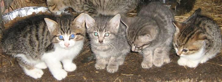 Huskat Mosse - Mosse ser sig betuttet omkring billede 4