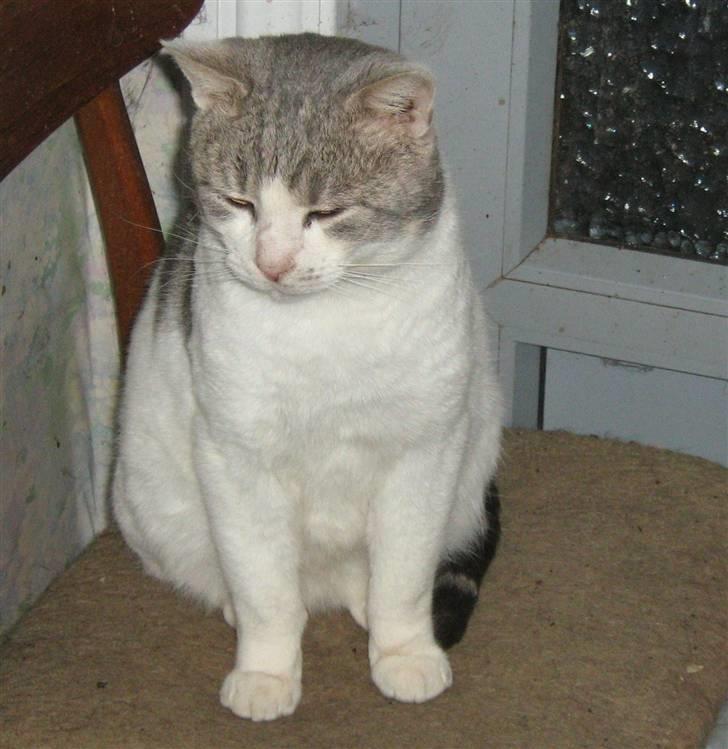 Huskat Mosse - Hvide er far til Mosse billede 5