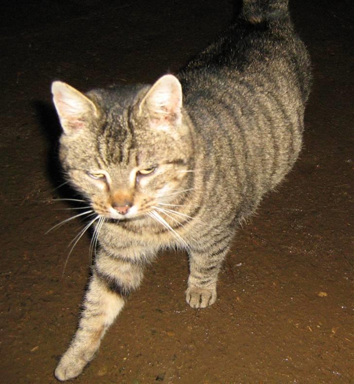 Huskat Mosse - Missemor er mor til Mosse billede 6