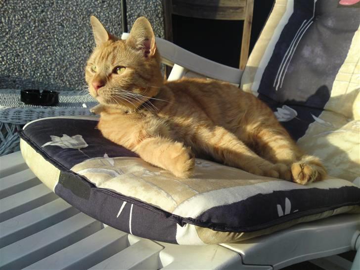 Blanding af racer Nike - sommer 2010 - Nike Nyyyyder bare at ligge der og kunne observere det hele :D billede 1