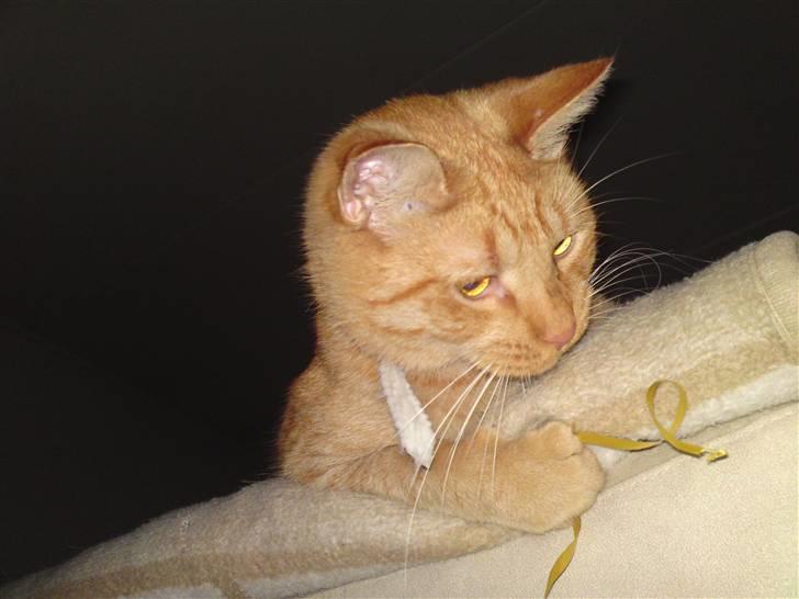 Blanding af racer Nike - Her er han bare legesyg og koncentreret - Vil bare ha´ den snor :) billede 2