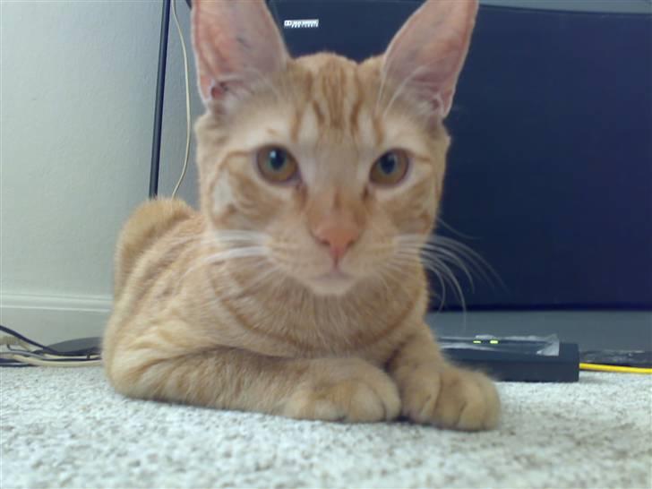 Blanding af racer Nike - Nike som killing - laaange ører hi hi hi billede 4