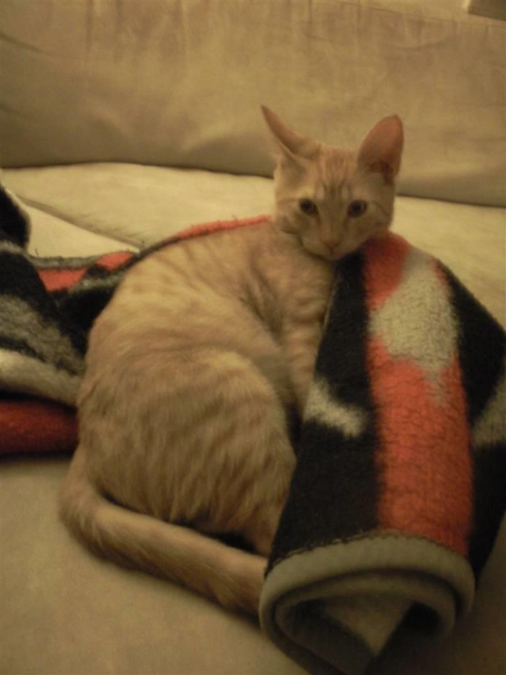 Blanding af racer Nike - Igen et killingebillede - åååh han hygger sig :) billede 5