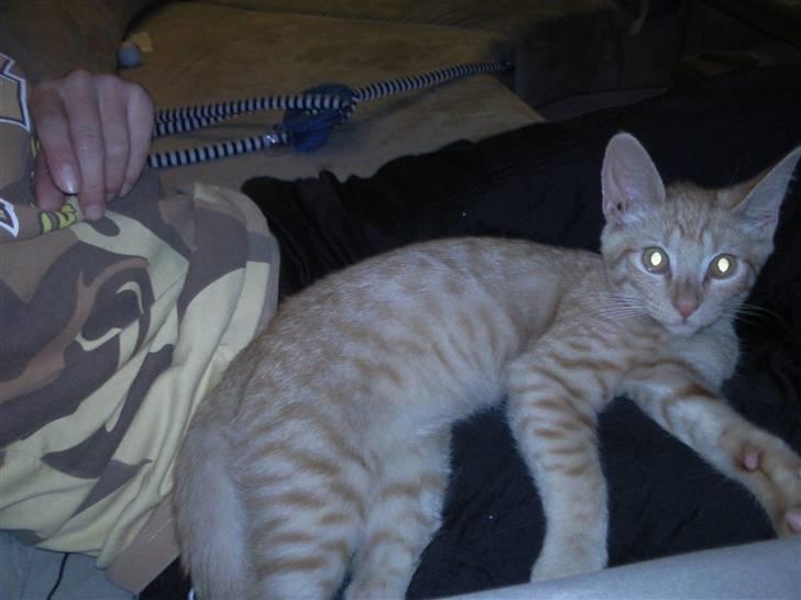 Blanding af racer Nike - som killing, hvor Nike kun fyldte den ene side af skødet :) billede 6