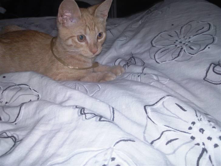 Blanding af racer Nike - Nike; uha, hvad er det der bevæger sig under dynen ? billede 7