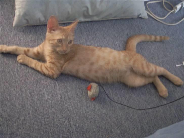 Blanding af racer Nike - en fantastik legestund med hans yndlingslegetøj - en mus med lyd :) billede 8