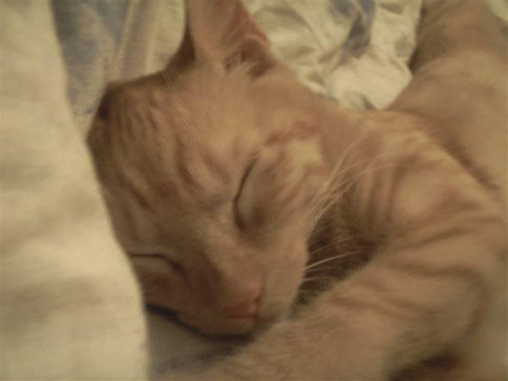 Blanding af racer Nike - Så skal der soves... Zzzzzz <3 billede 9