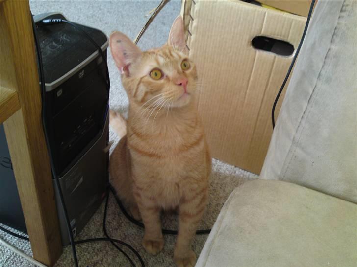 Blanding af racer Nike - Nike; Hvad er nu det der fanger min opmærksomhed deroppe? :D billede 10