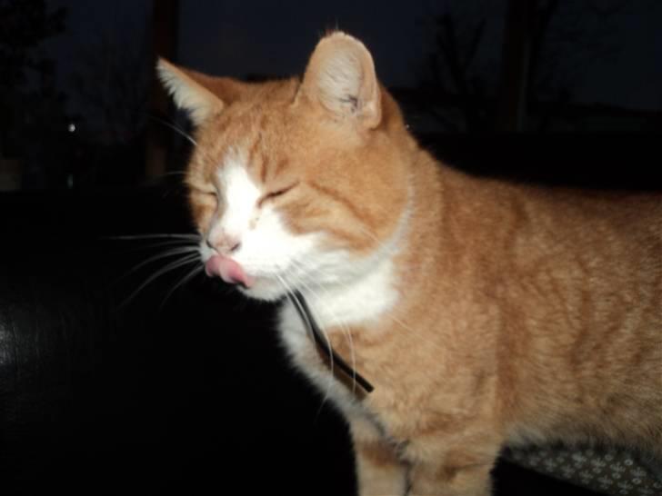 Huskat Garfield . mit alt <3 billede 2