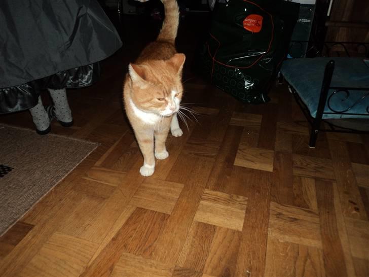 Huskat Garfield . mit alt <3 billede 3