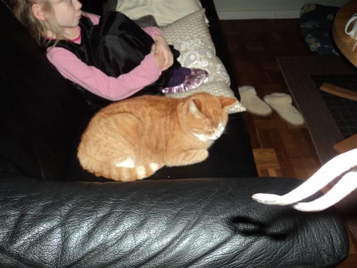 Huskat Garfield . mit alt <3 billede 4