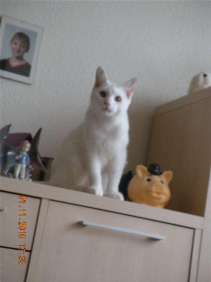 Maine Coon Snehvide - Snehvide der sidder og tænker "hvad laver du...?" billede 1