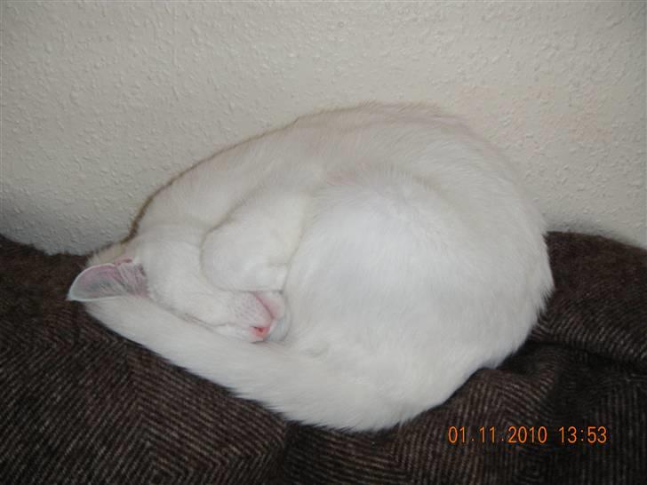 Maine Coon Snehvide - Snehvide der sover billede 2