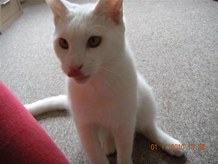 Maine Coon Snehvide - Snehvide der sidder og kigger på mig imens hun slikker sig på næsen. billede 3